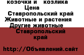  4 козочки и 4 козлика. › Цена ­ 600 - Ставропольский край Животные и растения » Другие животные   . Ставропольский край